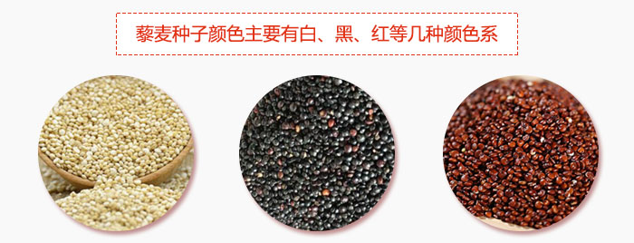 藜麥種子顏色主要有白、黑、紅等幾種顏色系，營養(yǎng)成分相差不大，其中白色口感好，黑、紅色口感相對差些，籽粒也較小。