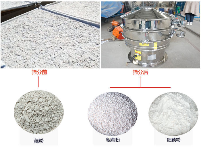 蓮藕淀粉曬干，采用304不銹鋼材質(zhì)藕粉振動(dòng)篩篩分后前后對比效果圖展示。