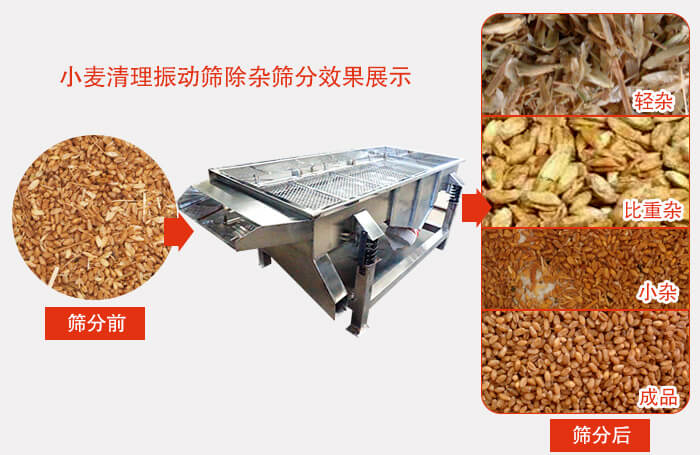 小麥清理振動篩小麥篩分效果展示圖可同時篩分出輕雜，比重雜，小雜，成品等四個等級。